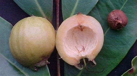 Polynesian Produce Stand : ~POMA ROSA~ SACRED FRUIT TREE Syzygium Jambos ROSE APPLE Live small ...