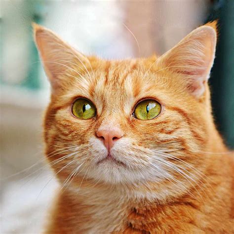 Orange Tabby Cat - Pets-Society