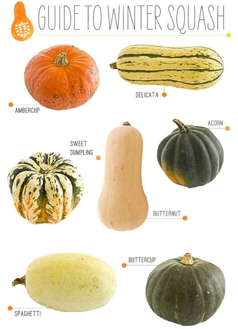 A Visual Guide To Winter Squash Varieties Squash | My XXX Hot Girl