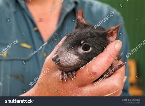 227 Tasmanian Devil Baby Images, Stock Photos & Vectors | Shutterstock