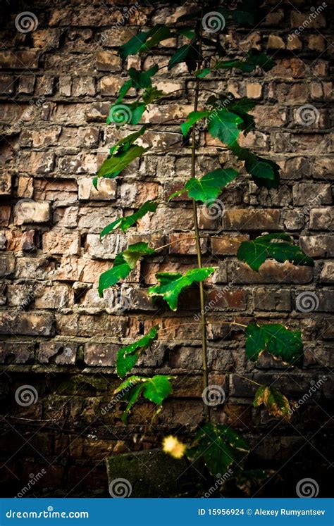 Brick wall plant stock photo. Image of wall, building - 15956924