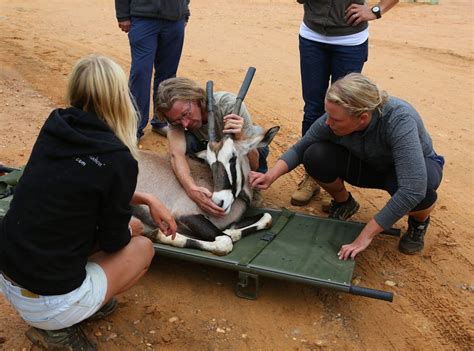 Wildlife Conservation Volunteer Program in Namibia | IVHQ