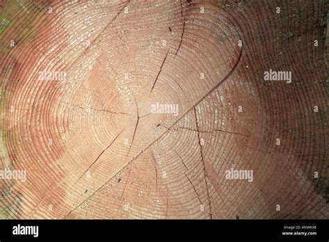 Cross section of a tree, showing annual rings Stock Photo - Alamy