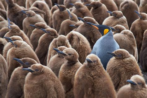 Adult King Penguin (Aptenodytes patagonicus) standing amongst a large ...