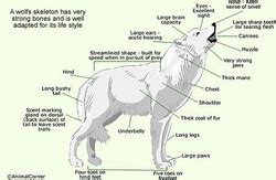 The Characteristics of Arctic Wolves - Arctic Wolves