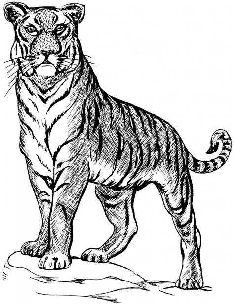 White Bengal Tiger Drawing at GetDrawings | Free download