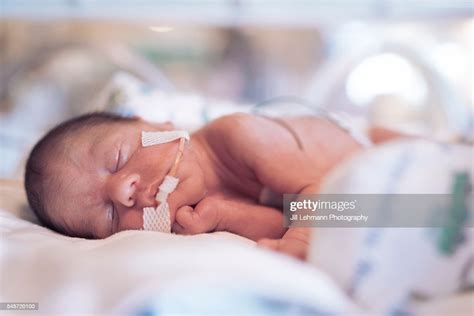 Premature Baby In Nicu Sleeps In His Isolette High-Res Stock Photo - Getty Images