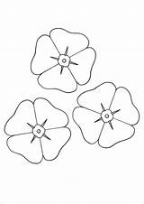 Poppies Templates Forget Colours Autumn Crafts Schools Sketch Coloring Page sketch template