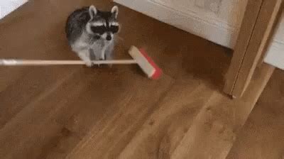 Funny Animals Sweeping GIF - Funny Animals Sweeping Cleaning - Discover & Share GIFs