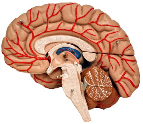 side brain view Diagram | Quizlet