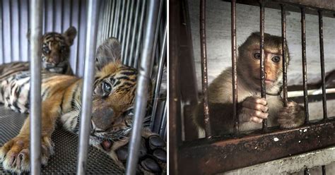 Thousands Of Animals Locked In Tiny Dark Cages In Thailand's Zoo - Paws Planet