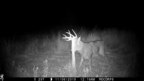 Browning Trail Cameras - Whitetail Buck Rubbing on Post | Whitetail buck, White tail, Deer pictures