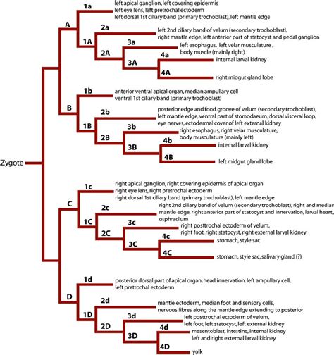 Cell fate diagram showing the ultimate fates of each blastomere through... | Download Scientific ...