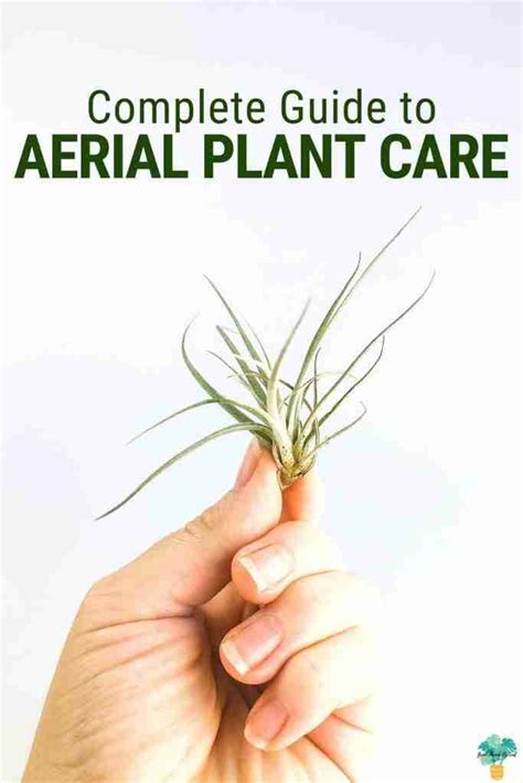 Complete Guide To Aerial Plants - Green Thumb Revival