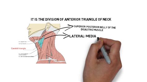 carotid triangle - YouTube