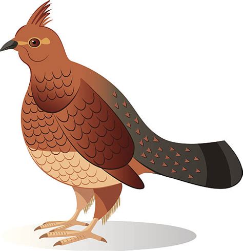 10+ Ruffed Grouse Stock Illustrations, Royalty-Free Vector Graphics ...