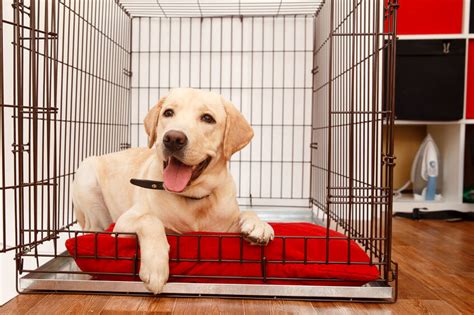 How To Stop Your Puppy Whining In Crate At Night - Ultimate Pet Nutrition