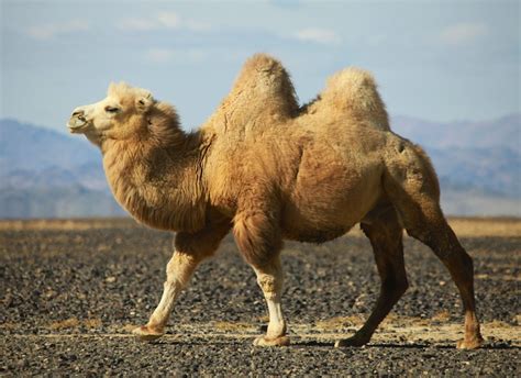 Bactrian Camel | Cartoon Network Animals Wiki | Fandom