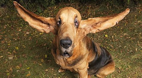 World Record For Longest Ears Ever Goes To This Bloodhound