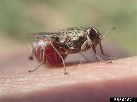 tsetse fly (Genus Glossina)