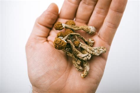 Magic mushroom decriminalization linked to surge in poison center calls