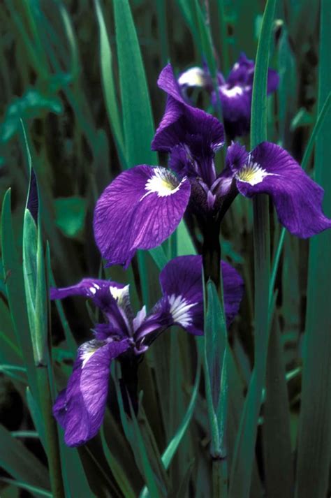 Free picture: wild, iris, flower, iris, setosa