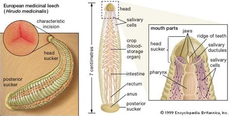 European medicinal leech | annelid | Britannica