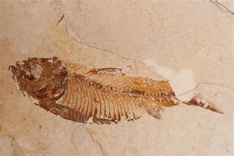 The Oldest Complete Fish Fossil was Discovered Thanks to Kung Fu ...