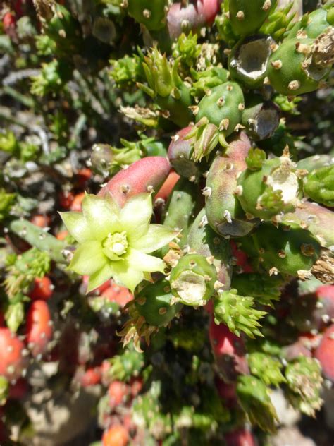 Cactaceae genera - Cylindropuntia (Engelm.) F.M.Knuth