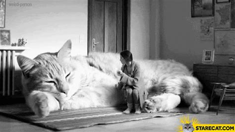 Huge gigantic massive cat girl GIF animation | StareCat.com