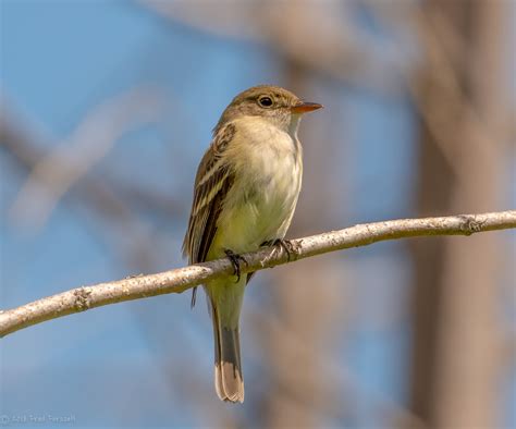 Alder Flycatcher Nest