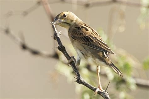 Photograph of Dickcissel