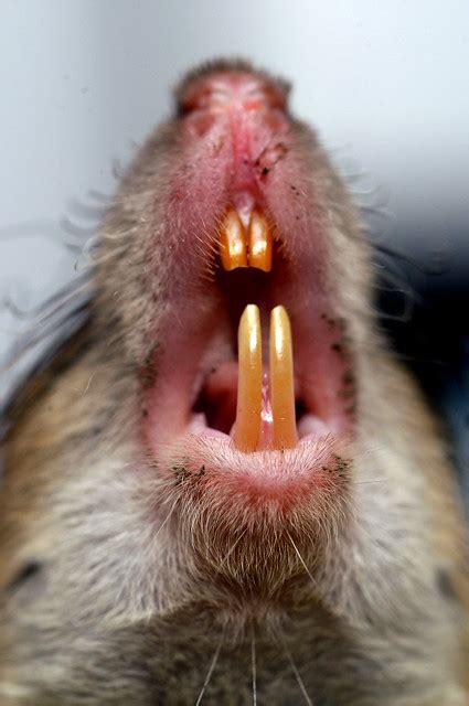 Head of a field rat showing its teeth | Flickr - Photo Sharing!