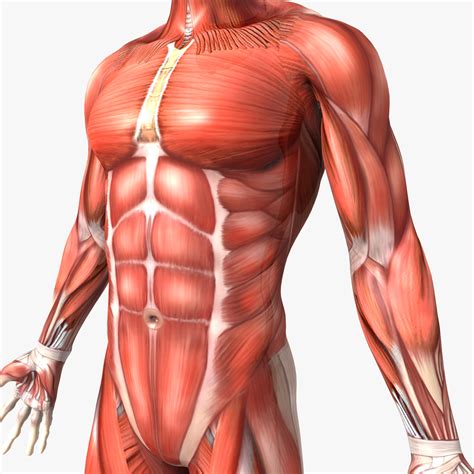 Human Body Pictures Male - Diagram Of Male Groin Area Groin Region ...