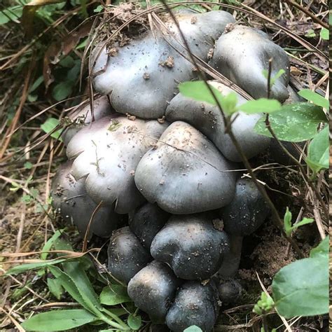 Mushrooms growing in planter pots! - Mushroom Hunting and Identification - Shroomery Message Board
