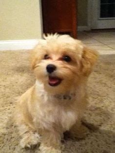 morkie full grown - Google Search | Morkie puppies, Yorkshire terrier, Morkie dogs