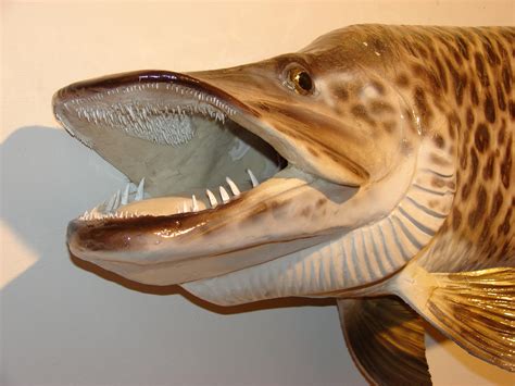 48 Muskellunge Replica Hand Made Sculpture Carving - Etsy