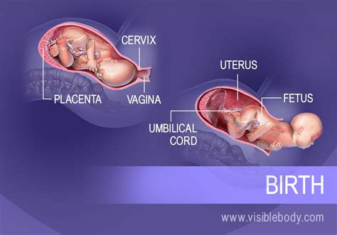 Reproductive Process