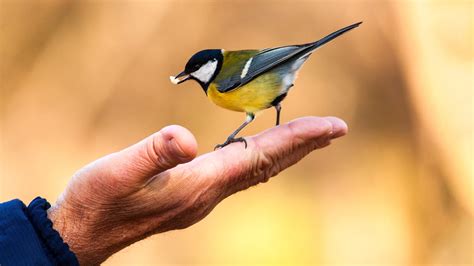 Bird Conservation: Helping North America's Birds