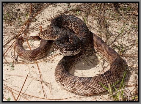 Florida Pine Snake | Florida Backyard Snakes