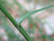 Carex flacca - Wikimedia Commons