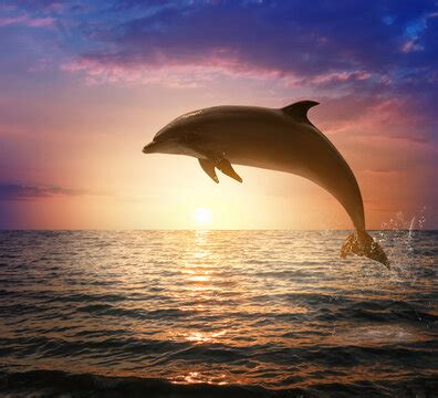 Dolphin Pictures Sunset