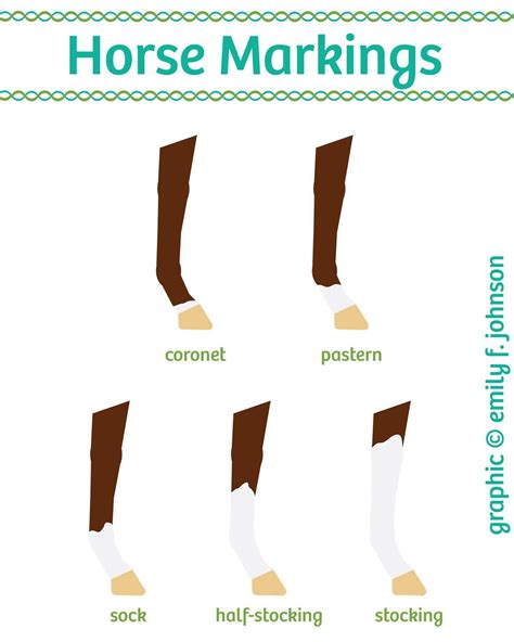 Horse Leg Markings Chart | Horse markings, Horse riding tips, Horse camp