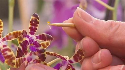 Artificial pollination and cloning of orchids for commercial use | Britannica