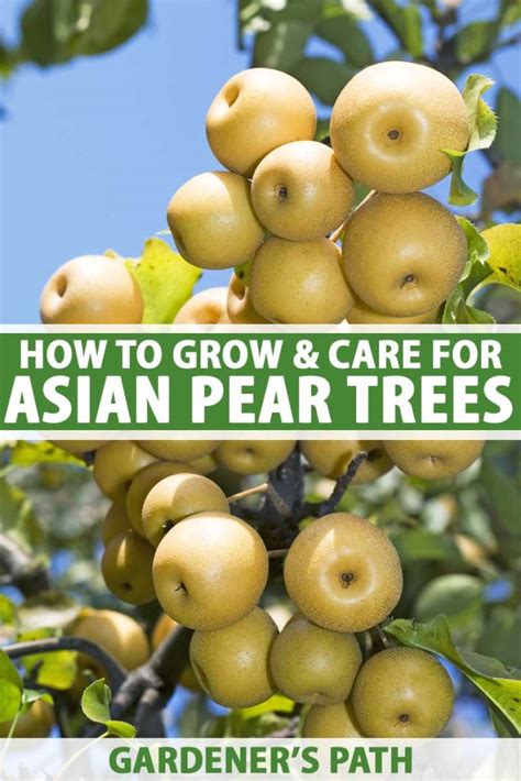 How to Grow and Care for Asian Pear Trees | Gardener's Path