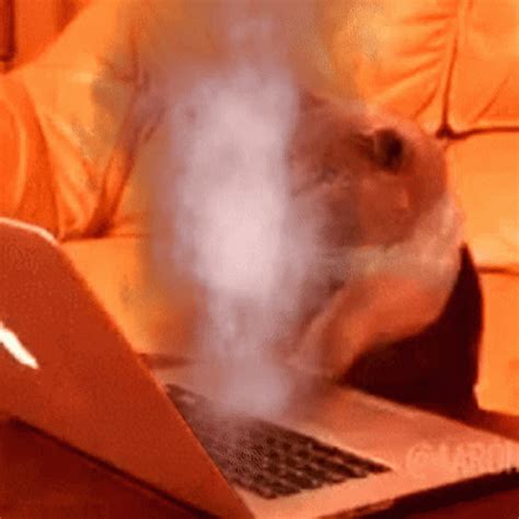 Smoky Cat Doing Fast Typing GIF | GIFDB.com