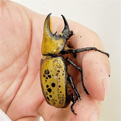 (Dynastes tityus) Eastern Hercules Beetle Imago – JamJam Exotic