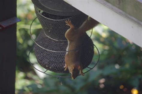 Progressive Charlestown: What we learn by feeding backyard birds