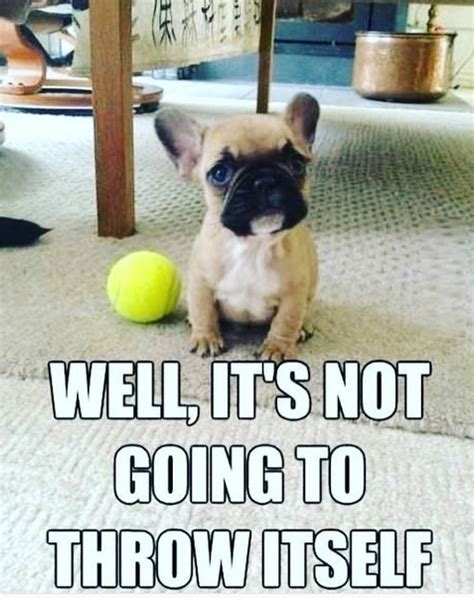 14 French Bulldog Memes That Will Make Your Day! - PetPress