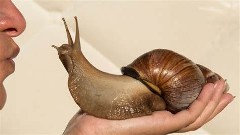 Ancient Humans Cooked And Ate Giant Land Snails Around 170,000 Years Ago | IFLScience